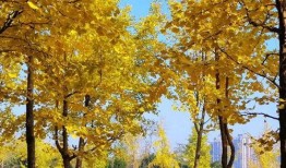 盲盒16级最新爆料,潮流玩具界的神秘面纱